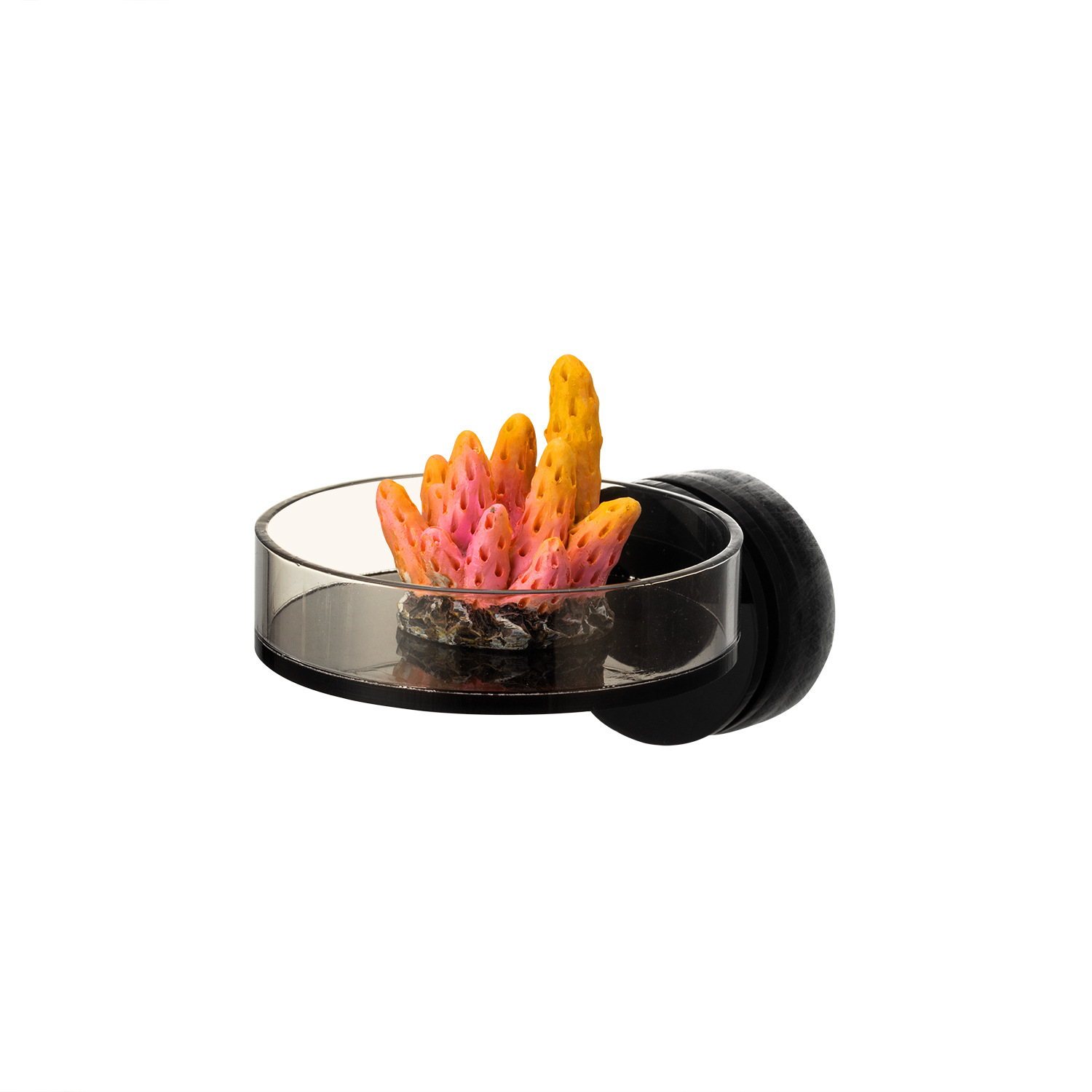 Marine Aquarium & Regional Centre Reviews - Marine Sources 70mm Black Magnetic Coral