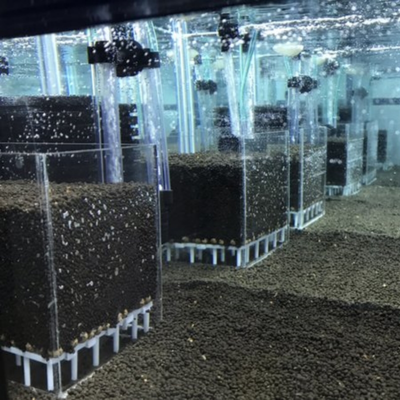 Transparent Acrylic Shrimp Fis - Marine Aquarium Overflow Box 评论和价格