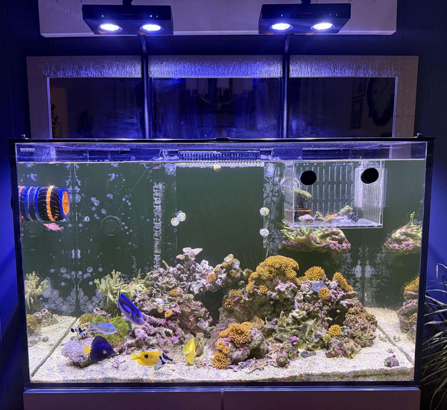 High Power DIY Spectrum 90W G5 - Aqua Marine Tank 评论和价格