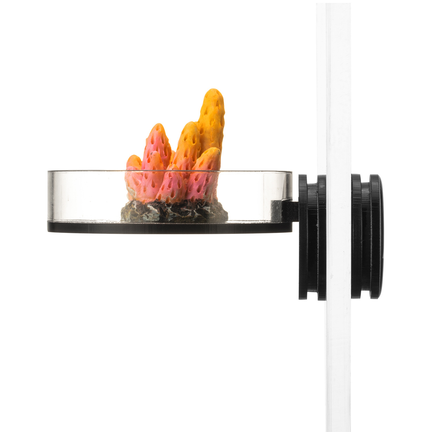 Marine Sources 70mm Black Magn - Marine Aquarium & Regional Centre Reviews 评论和价格